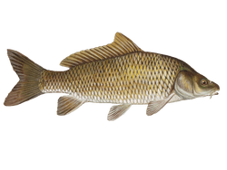 common carp